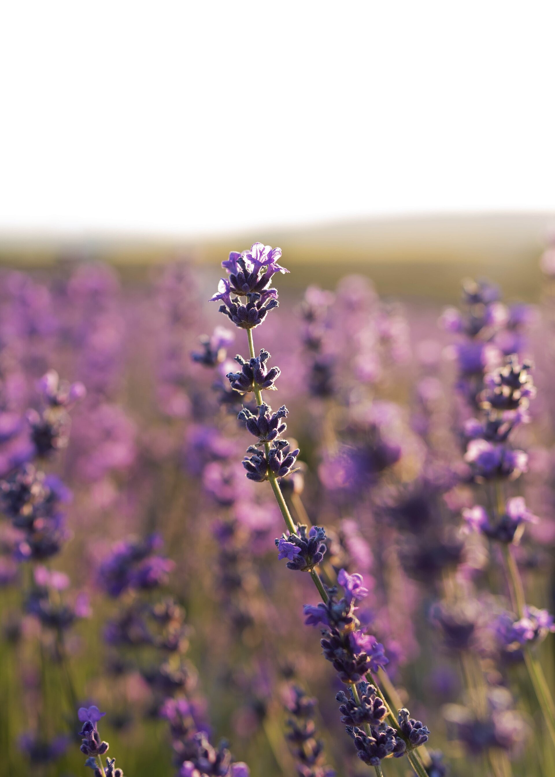 Ambientador de lana natural - 4